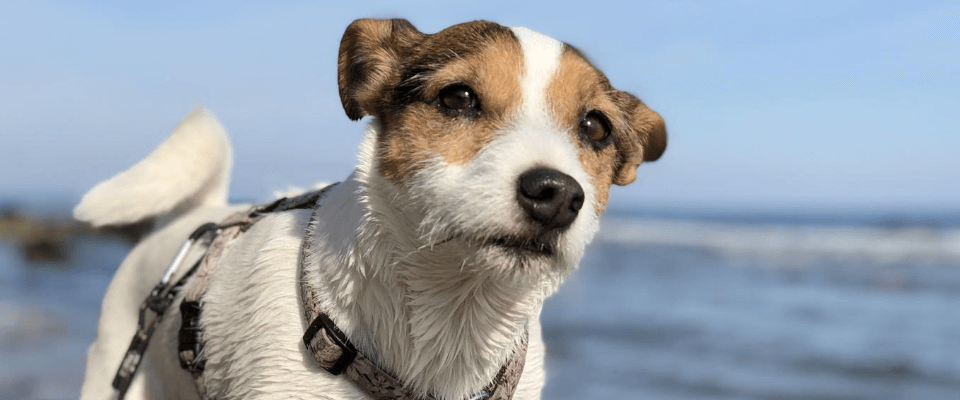 como cuidar a un perro ante la inseguridad