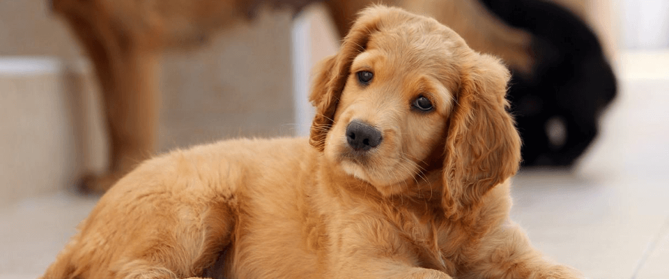 Ventajas y desventajas de esterilizar a tu perro