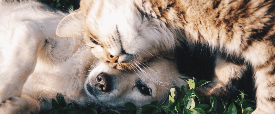 seguro para mascotas qué es y cómo funciona