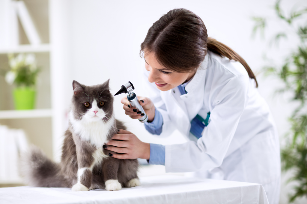 Gastos veterinarios en el seguro para mascotas