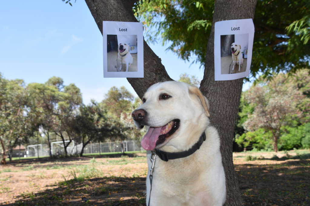 Gastos por pérdida seguro para mascotas