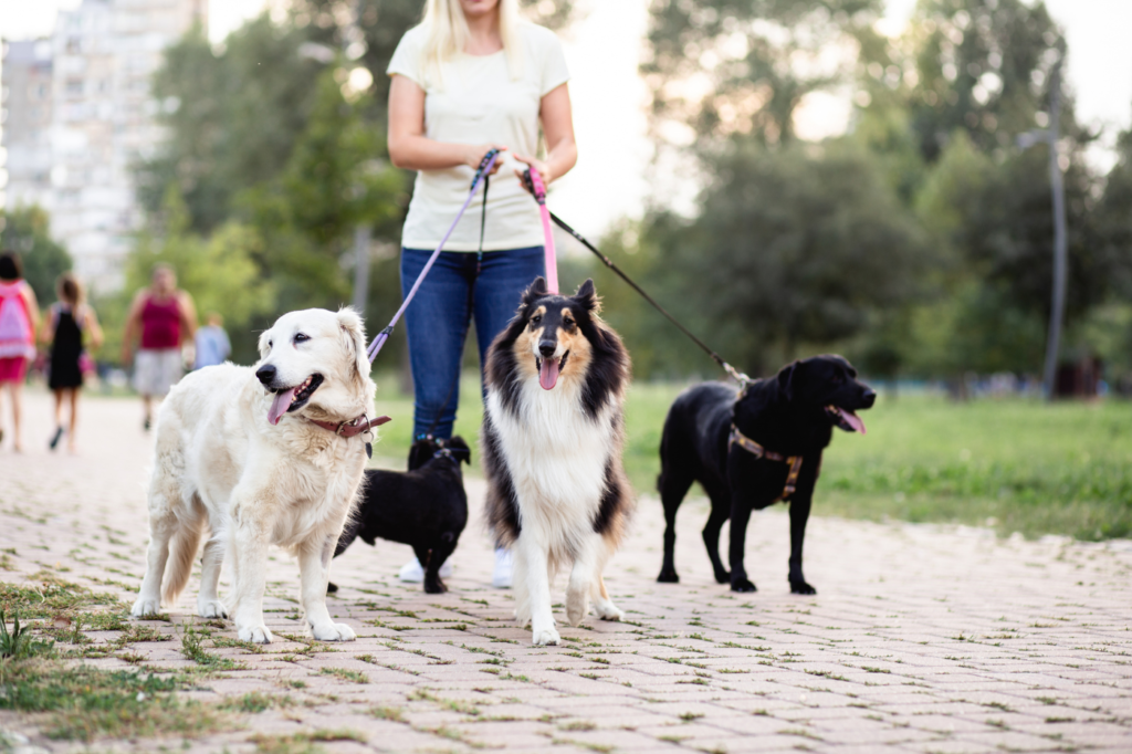 Cobertura de paseador canino seguro para perros