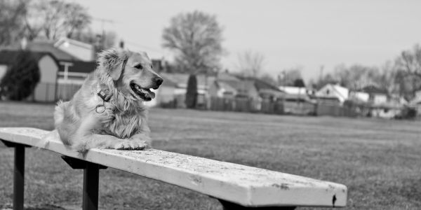 Exequias seguro para mascotas