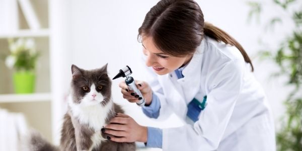 Gastos veterinarios en el seguro para mascotas