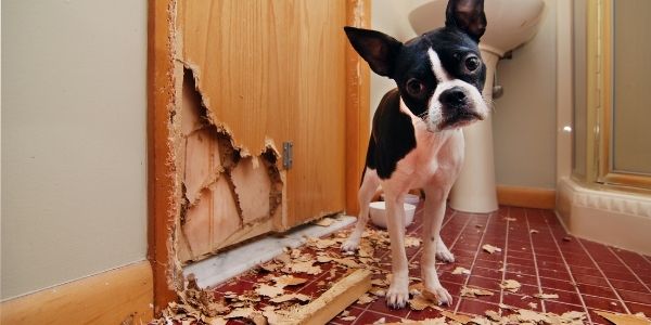 Seguro de responsabilidad civil para mascotas