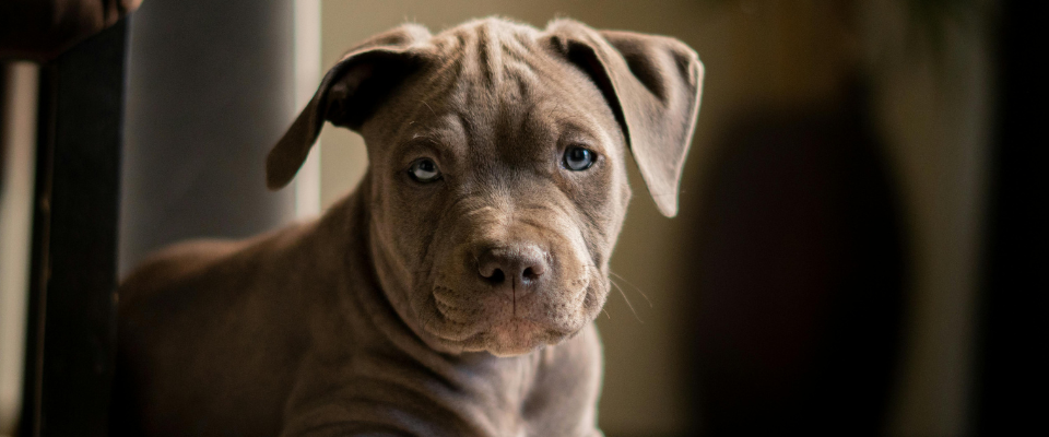 registro de perros potencialmente peligrosos