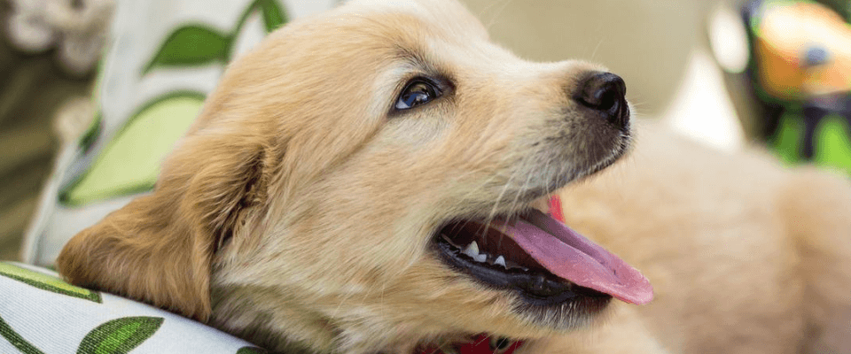 cómo educar a un cachorro