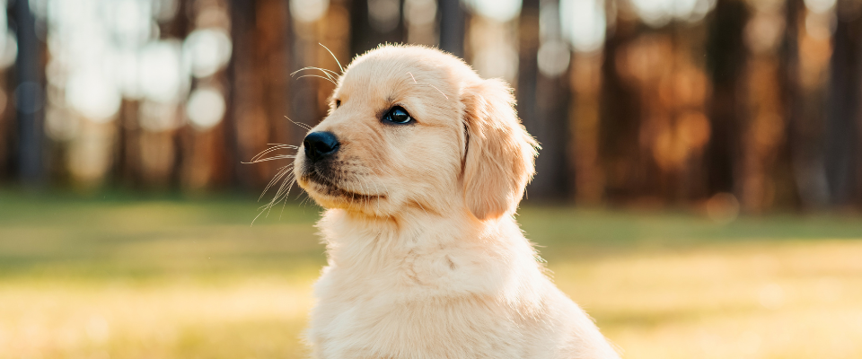 cómo educar a un cachorro