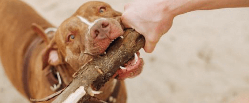 perros peligrosos en Colombia