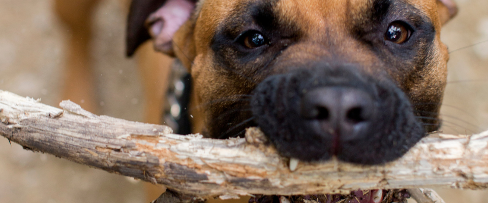 perros peligrosos en Colombia