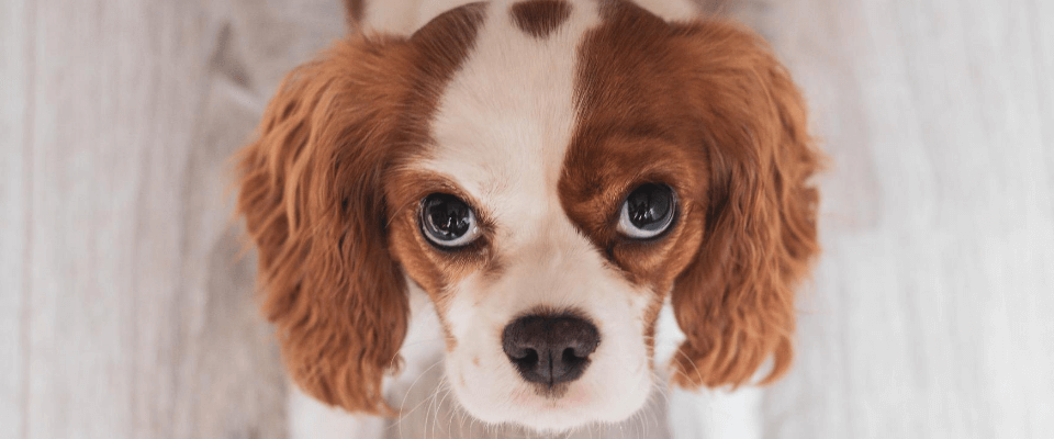 ejercicios para perros en casa