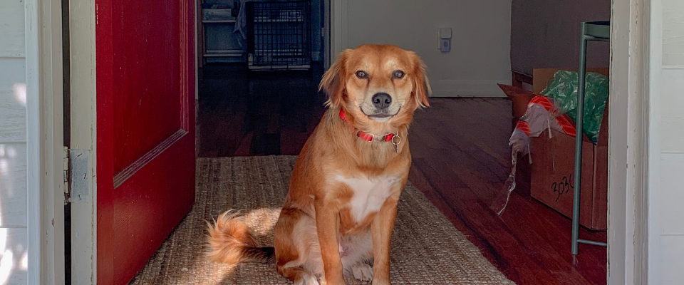 ejercicios para perros en casa