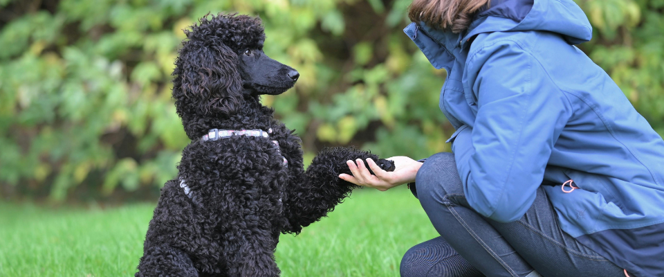 Cómo desinfectar las patas de tu perro