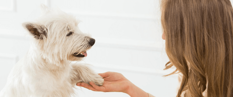 Cómo desinfectar las patas de tu perro