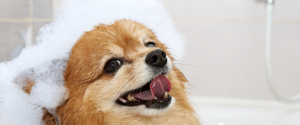 Cada cuánto se puede bañar a un perro