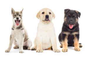 Cada cuánto bañar un perro