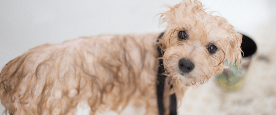 Cada cuánto se puede bañar a un perro