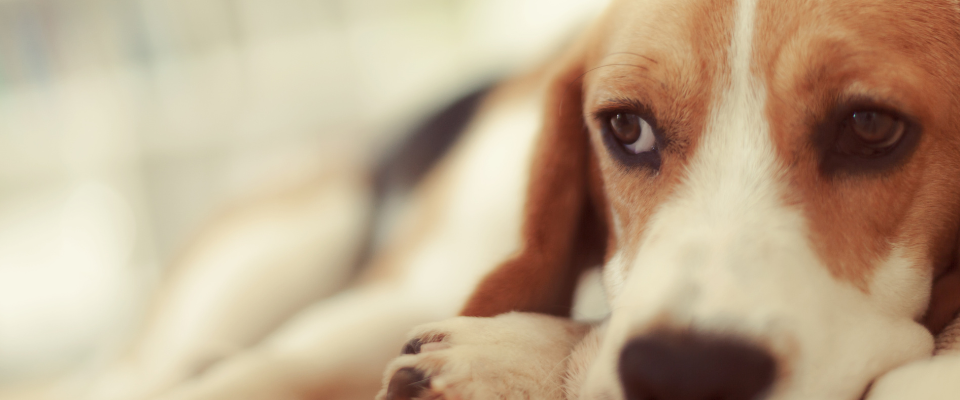 Cómo saber si mi perro tiene fiebre