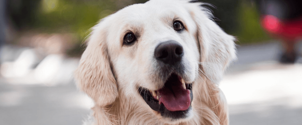Cómo mantener a mi perro limpio
