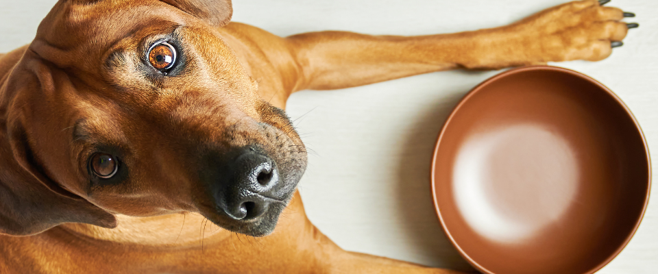 Que pueden comer los perros