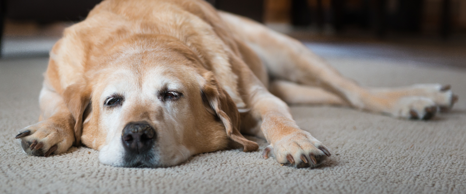 Consejos para cuidar a un perro adulto