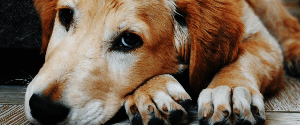 Consejos para cuidar a un perro adulto