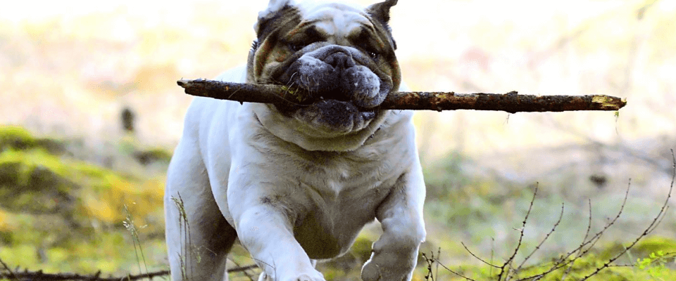Como adiestrar a un perro
