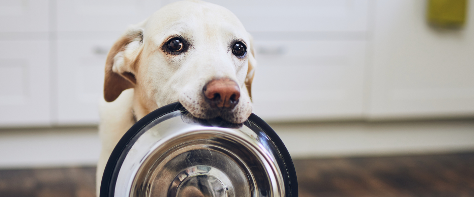 Alimentación natural para perros
