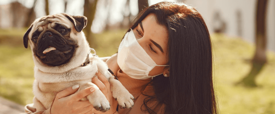 Cómo saber si mi perro tiene fiebre
