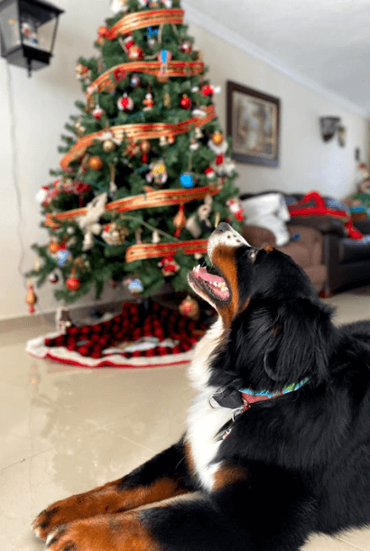 Perro árbol de navidad