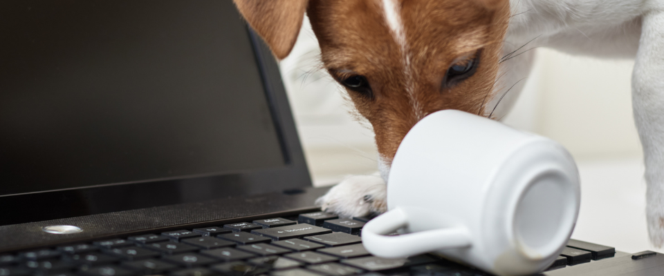 Errores comunes con los perros