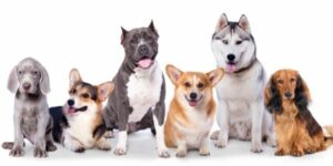 Cada cuánto bañar un perro