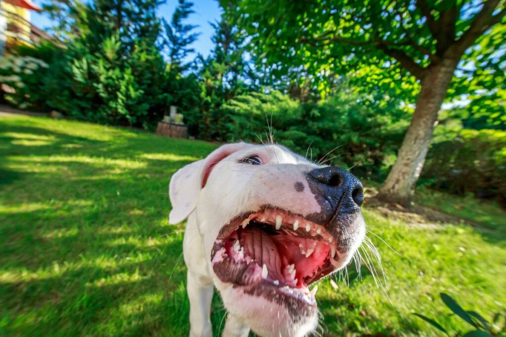 Cómo prever el comportamiento de un perro agresivo