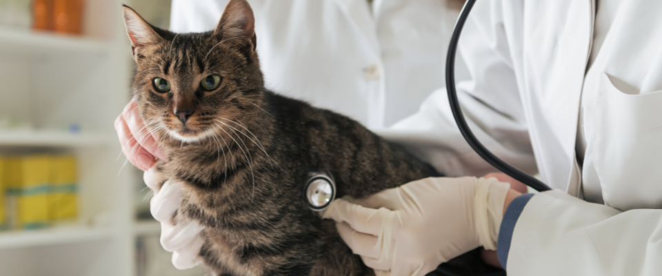 cómo asegurar mascotas con condiciones preexistentes
