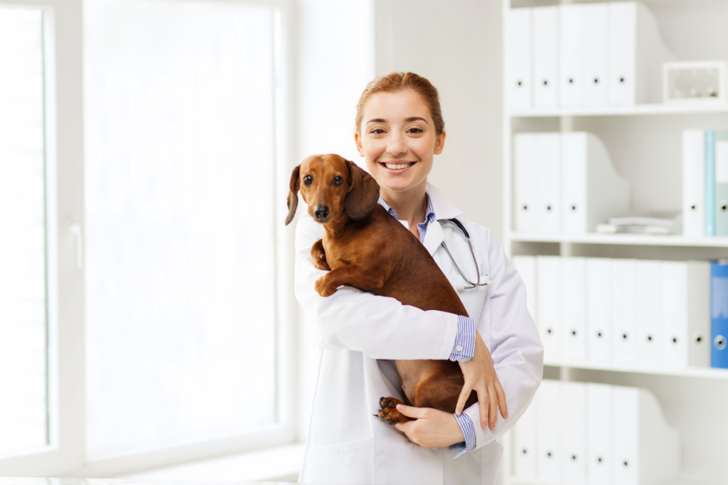 Como asegurar mascotas con condiciones preexistentes